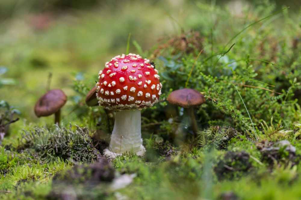 close up of fly agaric mushroom on field